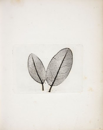 Imprint of leaves by Peter | Free Photo - rawpixel