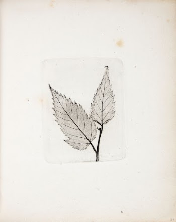 Imprint of leaves by Peter | Free Photo - rawpixel