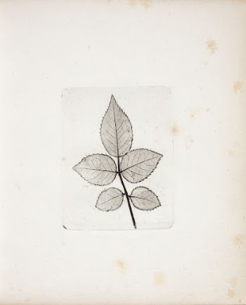 Imprint of rose petals by Peter | Free Photo - rawpixel