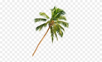 In Delray Beach, Florida, The Beach Is Just The Beginning - Palm Tree Beach Png Hd