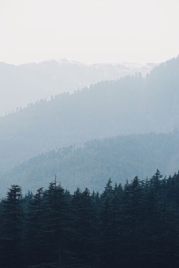 in distant pine trees