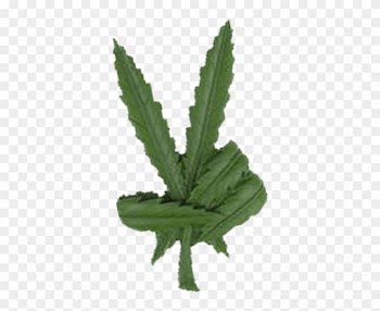In Fact The Average Cannabis Customer Is Not What You - Pot Leaf