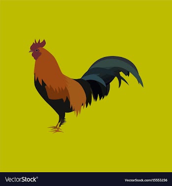In flat style cock vector image