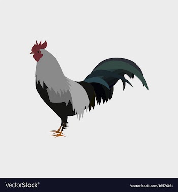 In flat style cock vector image