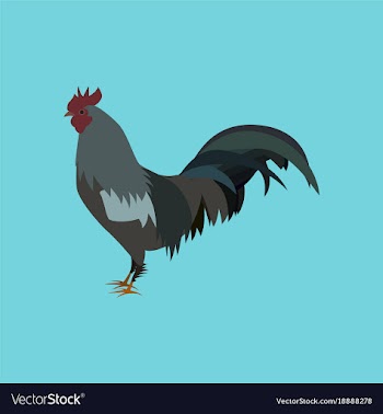 In flat style cock vector image