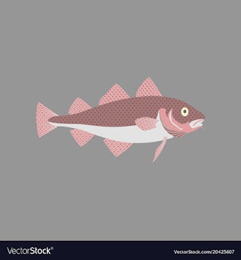 In flat style cod vector image