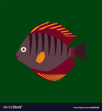 In flat style discus fish vector image