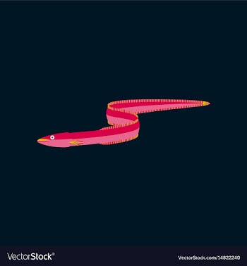 In flat style eel vector image