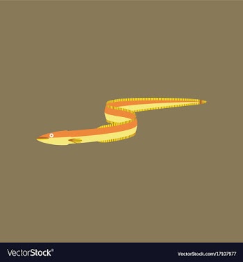 In flat style eel vector image