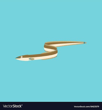 In flat style eel vector image