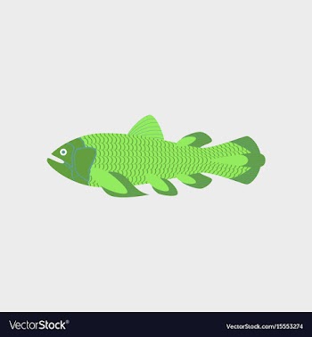 In flat style fish coelacanth vector image
