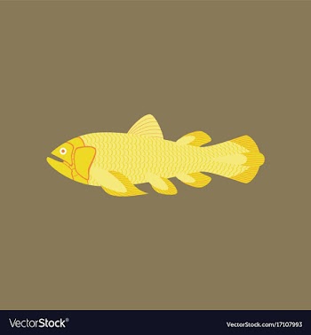 In flat style fish coelacanth vector image