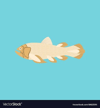 In flat style fish coelacanth vector image