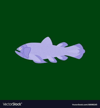In flat style fish coelacanth vector image