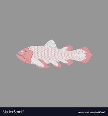 In flat style fish coelacanth vector image