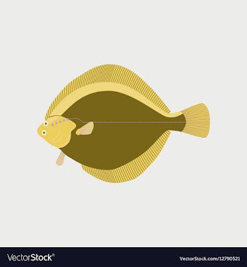 In flat style flatfish vector image