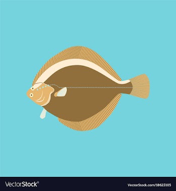 In flat style flatfish vector image