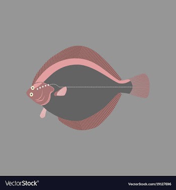 In flat style flatfish vector image