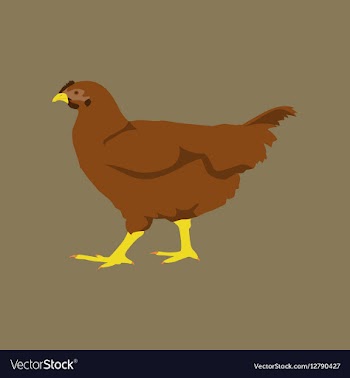 In flat style hen vector image