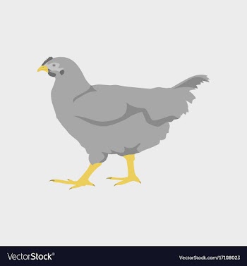 In flat style hen vector image
