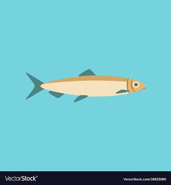 In flat style herring vector image