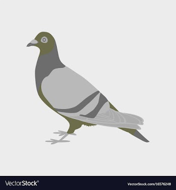 In flat style of dove vector image