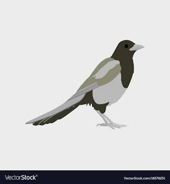 In flat style of magpie vector image