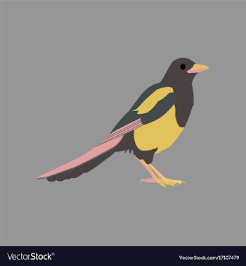 In flat style of magpie vector image