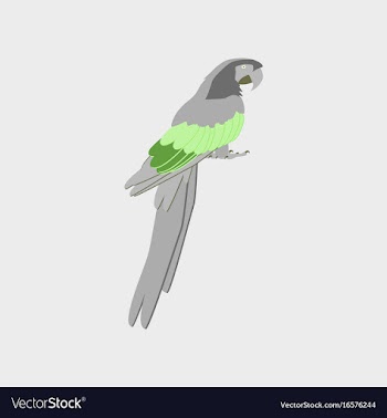 In flat style of parrot vector image