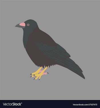 In flat style of raven vector image