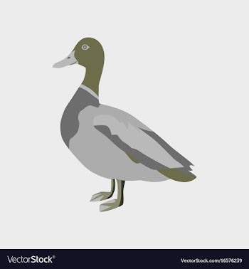 In flat style of wild duck vector image