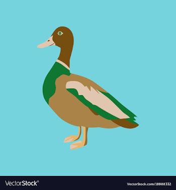 In flat style of wild duck vector image