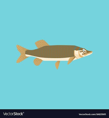 In flat style pike vector image