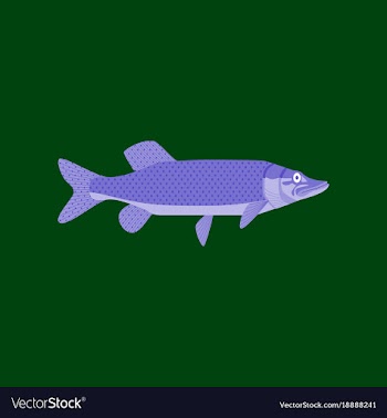In flat style pike vector image