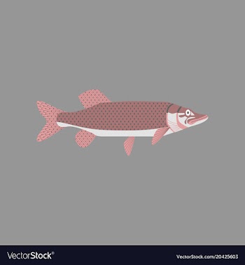 In flat style pike vector image
