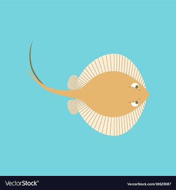 In flat style ramp fish vector image