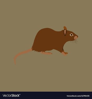 In flat style rat vector image