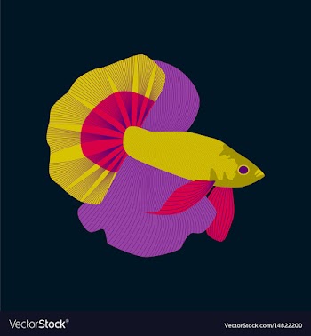 In flat style rooster fish vector image