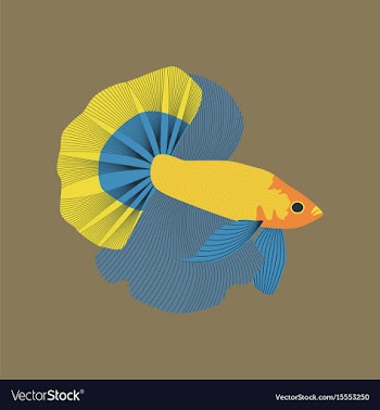 In flat style rooster fish vector image