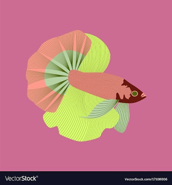 In flat style rooster fish vector image