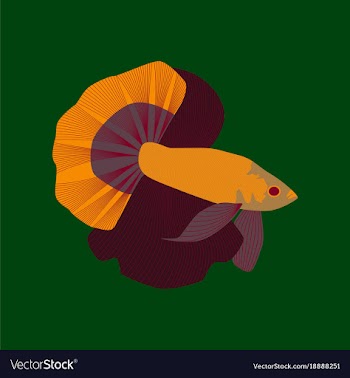 In flat style rooster fish vector image