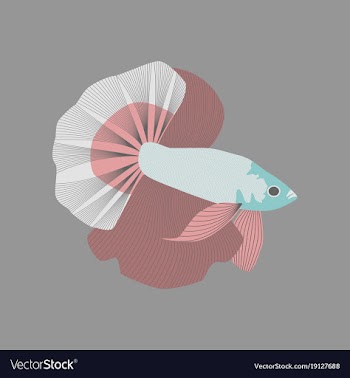 In flat style rooster fish vector image
