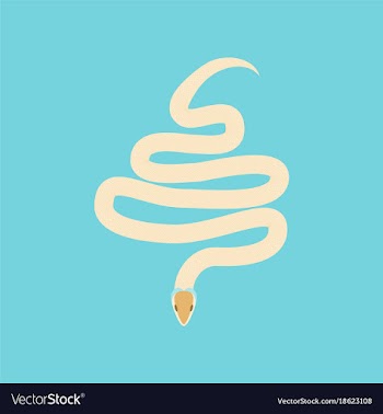 In flat style snake vector image