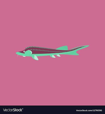 In flat style sturgeon vector image