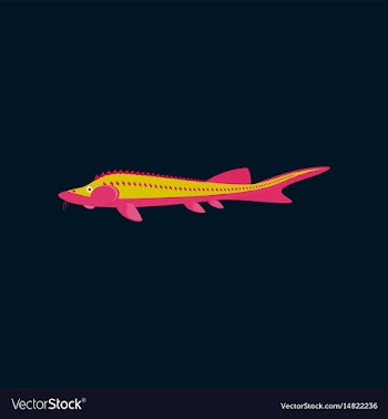 In flat style sturgeon vector image