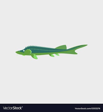 In flat style sturgeon vector image