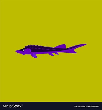 In flat style sturgeon vector image