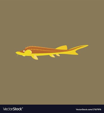 In flat style sturgeon vector image