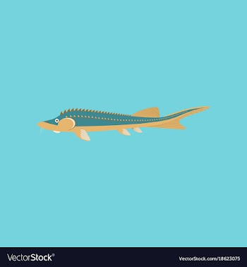 In flat style sturgeon vector image