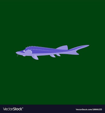 In flat style sturgeon vector image
